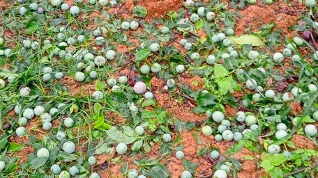 Xoài Đắk Nông rớt giá còn 1.000 đồng/kg, người trồng xoài khóc ròng ‘càng hái càng lỗ’