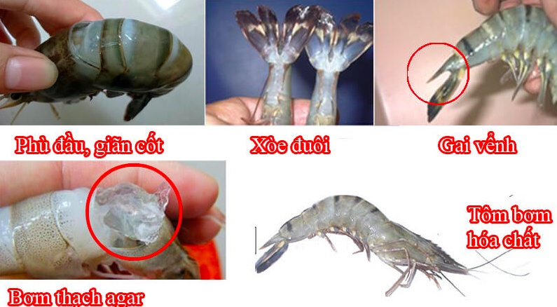 5 cách nhận biết tôm bơm tạp chất chỉ trong 1 phút