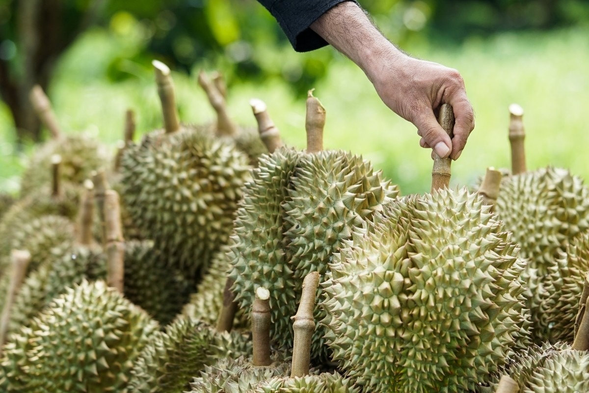 'Vua trái cây' Thái Lan đang trở thành hàng phổ thông tại Trung Quốc, giá lẻ rẻ hơn giá sỉ