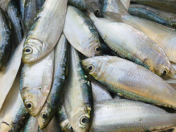Người Nhật mê loại cá này vì cực giàu omega-3: Việt Nam rất sẵn, bán đầy với giá 'mềm'