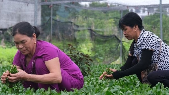 Nông dân Thái Bình từ bỏ cây lúa chuyển sang trồng loại rau trồng dễ ợt, thu nhập lại cao lại ổn định: Nhà nào nhà nấy khấm khá từ đây