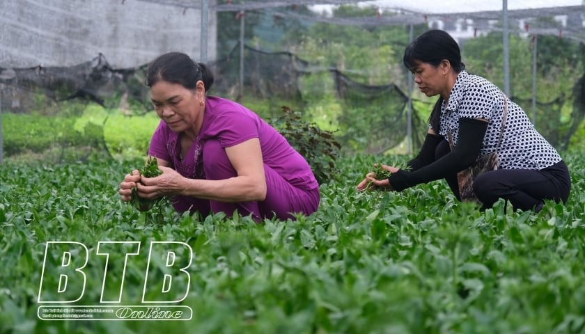 Nông dân Thái Bình từ bỏ cây lúa chuyển sang trồng loại rau trồng dễ ợt, thu nhập lại cao lại ổn định: Nhà nào nhà nấy khấm khá từ đây