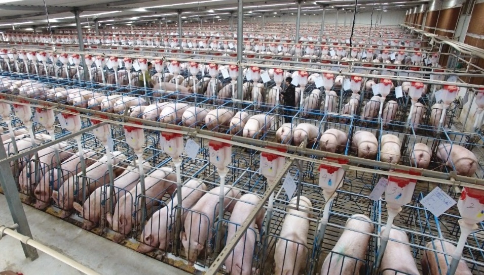 Giá thịt heo rớt 2 năm liên tiếp, Trung Quốc chỉ đạo các tập đoàn chăn nuôi lớn phải làm gấp 1 việc