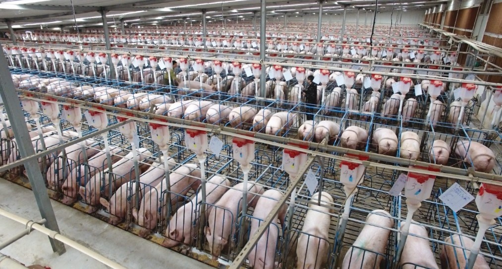 Giá thịt heo rớt 2 năm liên tiếp, Trung Quốc chỉ đạo các tập đoàn chăn nuôi lớn phải làm gấp 1 việc