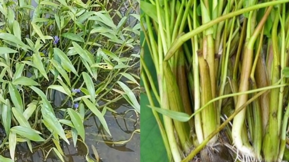 Loại rau không cần chăm bón vẫn mọc tua tủa, chỉ Việt Nam có: Giàu giá trị dinh dưỡng, giá bán lên tới 39.000 đồng/kg