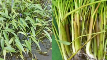 Loại rau không cần chăm bón vẫn mọc tua tủa, chỉ Việt Nam có: Giàu giá trị dinh dưỡng, giá bán lên tới 39.000 đồng/kg