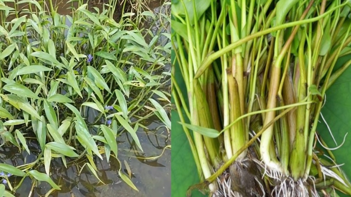Loại rau không cần chăm bón vẫn mọc tua tủa, chỉ Việt Nam có: Giàu giá trị dinh dưỡng, giá bán lên tới 39.000 đồng/kg