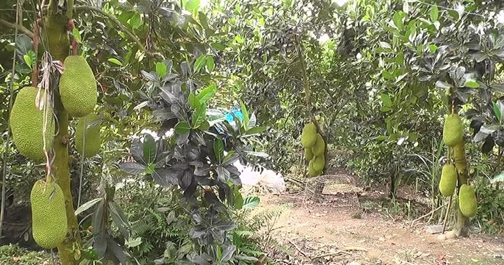 Nông dân Vĩnh Long 'ngồi trên đống lửa' vì 2 loại trái cây chín ồ ạt nhưng càng hái càng lỗ