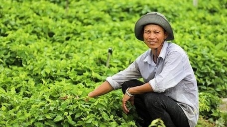 Nông dân Vĩnh Long trở thành đại gia nhờ thứ rau thơm ngát, tốt um ngoài cánh đồng: Thương lái gom đến đâu, lấy tiền đó mua vàng