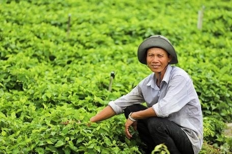 Nông dân Vĩnh Long trở thành đại gia nhờ thứ rau thơm ngát, tốt um ngoài cánh đồng: Thương lái gom đến đâu, lấy tiền đó mua vàng