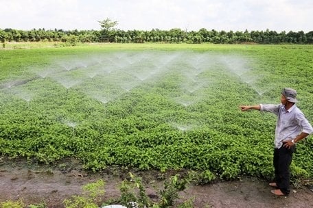 Nông dân Vĩnh Long trở thành đại gia nhờ thứ rau thơm ngát, tốt um ngoài cánh đồng: Thương lái gom đến đâu, lấy tiền đó mua vàng