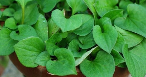 Nông dân Vĩnh Long trở thành đại gia nhờ thứ rau thơm ngát, tốt um ngoài cánh đồng: Thương lái gom đến đâu, lấy tiền đó mua vàng