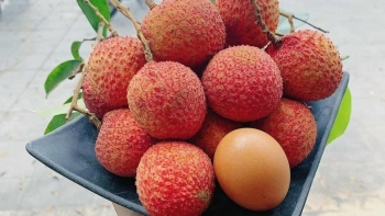 Nông dân Hưng Yên tưng bừng thu hoạch loại quả đặc sản từ cây tổ 200 tuổi, mua tại vườn giá đã 250.000 đồng/kg