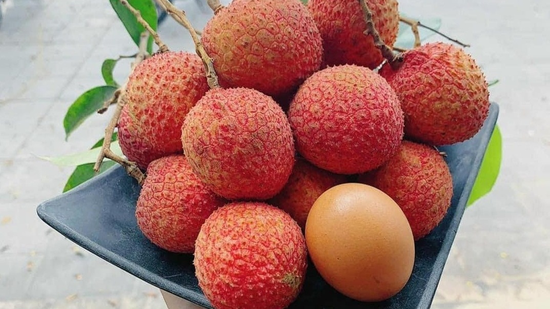 Nông dân Hưng Yên tưng bừng thu hoạch loại quả đặc sản từ cây tổ 200 tuổi, mua tại vườn giá đã 250.000 đồng/kg