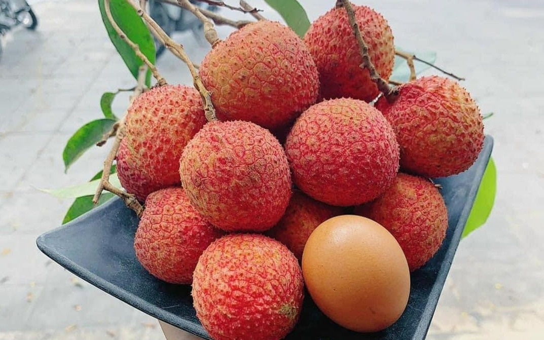 Nông dân Hưng Yên tưng bừng thu hoạch loại quả đặc sản từ cây tổ 200 tuổi, mua tại vườn giá đã 250.000 đồng/kg