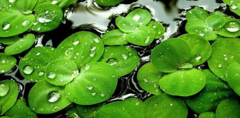 Loại rau người Việt dùng cho lợn ăn hóa ra là 'thịt thực vật', châu Âu chính thức phê duyệt để đưa lên bàn ăn