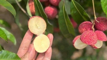 Nông dân trồng vải Việt bất ngờ khi xuất hiện đối thủ từ Trung Quốc giá gần 1 triệu/kg vẫn cháy hàng