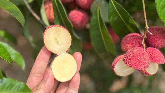 Nông dân trồng vải Việt bất ngờ khi xuất hiện đối thủ từ Trung Quốc giá gần 1 triệu/kg vẫn cháy hàng