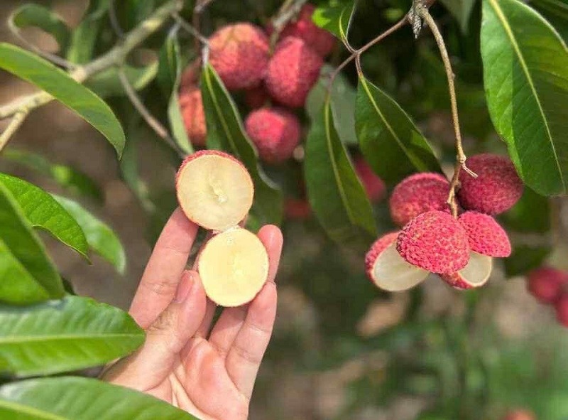 Nông dân trồng vải Việt bất ngờ khi xuất hiện đối thủ từ Trung Quốc giá gần 1 triệu/kg vẫn cháy hàng