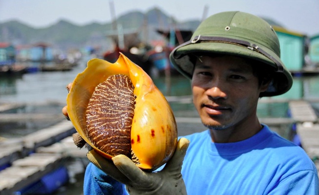 Việt Nam sở hữu loại ngọc siêu hiếm đắt ngang kim cương, cả thế giới phát cuồng