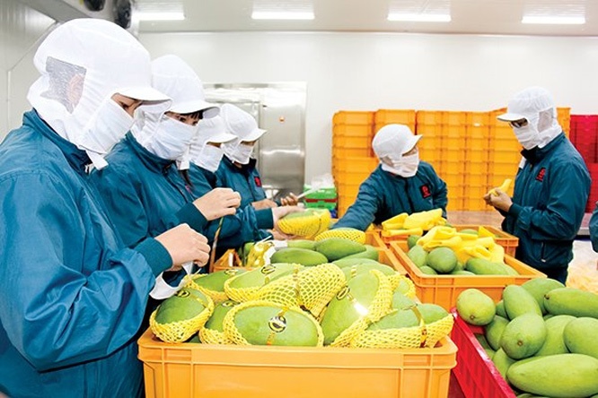 Lạng Sơn – Quảng Tây 'mở đường cao tốc' cho nông sản: Kích hoạt cơ chế thông quan khẩn cấp