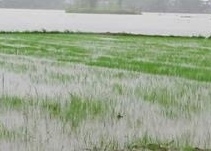 Hơn 25.000 ha lúa tại Huế có nguy cơ mất trắng do ảnh hưởng từ bão số 1