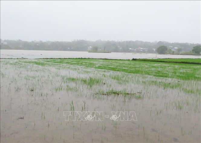 Hơn 25.000 ha lúa tại Huế có nguy cơ mất trắng do ảnh hưởng từ bão số 1