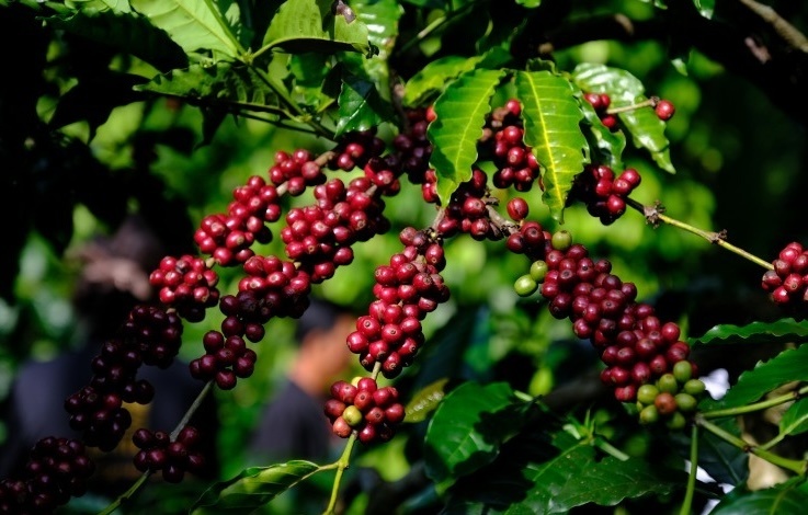 Nông dân Lâm Đồng linh hoạt dùng thứ bỏ đi của cây tỷ đô để thành thức uống, giá bán 800.000 đồng/kg: Sản xuất đến đâu được bao tiêu sạch