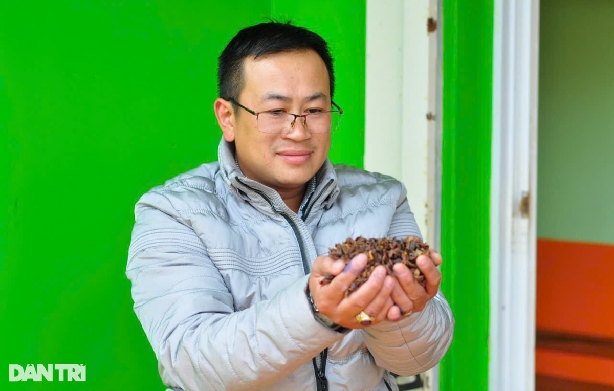 Nông dân Lâm Đồng linh hoạt dùng thứ bỏ đi của cây tỷ đô để thành thức uống, giá bán 800.000 đồng/kg: Sản xuất đến đâu được bao tiêu sạch