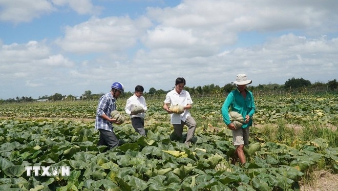 Đất trồng lúa bỏ hoang, nông dân Cà Mau trồng loại cây dây bò ra trái lực lưỡng, giúp thu trăm triệu mỗi vụ