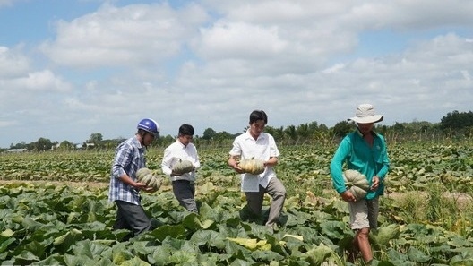 Đất trồng lúa bỏ hoang, nông dân Cà Mau trồng loại cây dây bò ra trái lực lưỡng, giúp thu trăm triệu mỗi vụ