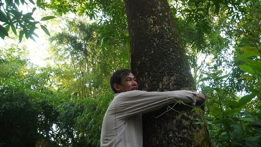 Nông dân Đồng Tháp 'ăn lộc' từ cây xoài tổ 70 tuổi, mỗi năm cho ra cả tấn trái, khách đổ về không ngớt