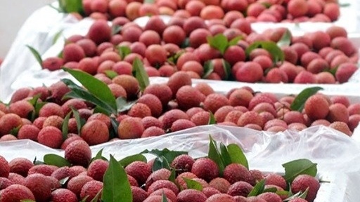 Loại quả ngọt lịm đang vào mùa của Việt Nam 'đấu' với hàng Trung Quốc: Giá trung bình 600.000 đồng/kg vẫn được châu Âu nhập ồ ạt
