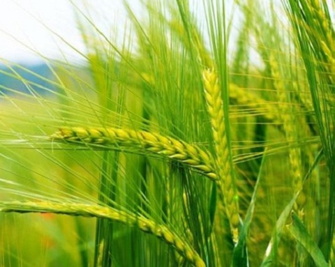 Hàng trăm nghìn tấn 'báu vật' từ Mỹ vừa đổ bộ Việt Nam với giá cực rẻ: Là mặt hàng cả thế giới đều cần