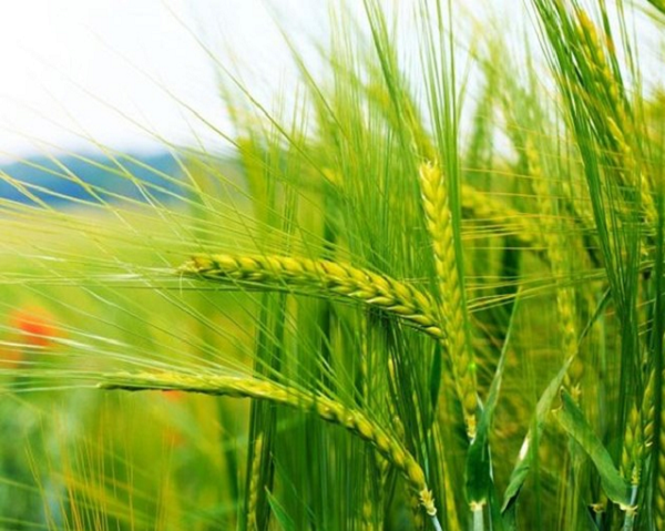 Hàng trăm nghìn tấn 'báu vật' từ Mỹ vừa đổ bộ Việt Nam với giá cực rẻ: Là mặt hàng cả thế giới đều cần