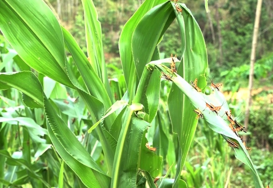 Hơn 1.000ha cây trồng bị đe dọa, 1 loại côn trùng vừa xuất hiện đã khiến 12 tỉnh miền Bắc 'đứng ngồi không yên'