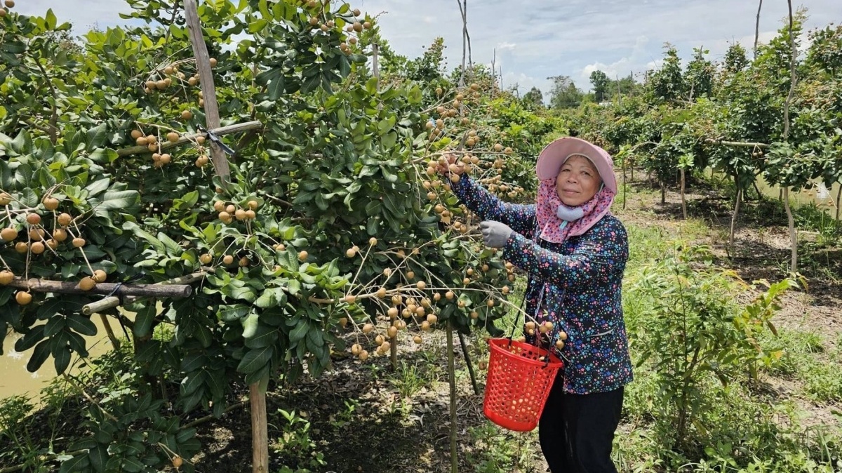 Nông dân Cần Thơ trồng thành công loại quả ăn ngon nức tiếng, sẽ xuất khẩu sang Mỹ trước ngày ‘đón’ Hậu Giang, Sóc Trăng