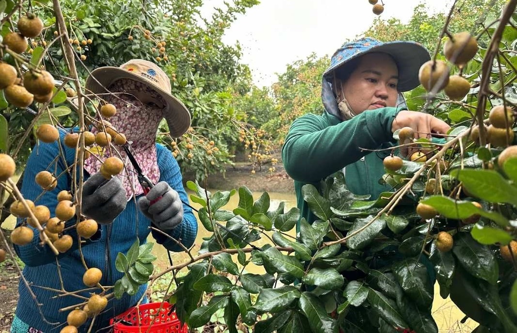 Nông dân Cần Thơ trồng thành công loại quả ăn ngon nức tiếng, sẽ xuất khẩu sang Mỹ trước ngày ‘đón’ Hậu Giang, Sóc Trăng