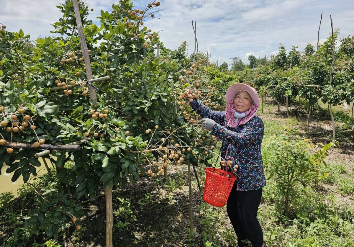 Nông dân Cần Thơ trồng thành công loại quả ăn ngon nức tiếng, sẽ xuất khẩu sang Mỹ trước ngày ‘đón’ Hậu Giang, Sóc Trăng