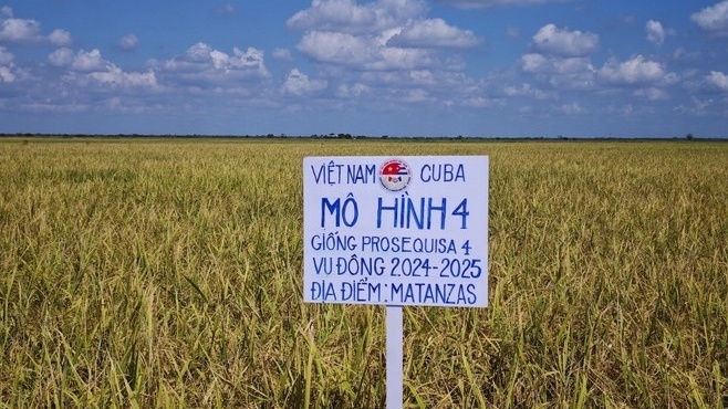 Gần 20 năm hợp lực, 'ngọc trời' Việt Nam trổ bông vàng rực trên đất Cuba