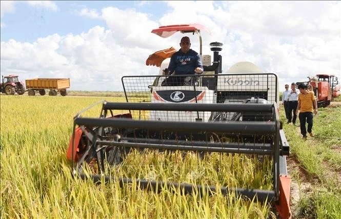 Gần 20 năm hợp lực, 'ngọc trời' Việt Nam trổ bông vàng rực trên đất Cuba