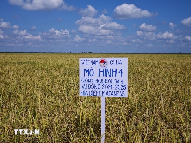 Gần 20 năm hợp lực, 'ngọc trời' Việt Nam trổ bông vàng rực trên đất Cuba