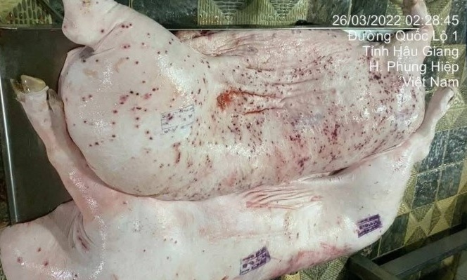 Lò mổ gia công cho C.P. Việt Nam bị phát hiện không đăng ký kiểm dịch khi xuất thịt heo từ Hậu Giang sang Sóc Trăng
