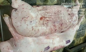 Lò mổ gia công cho C.P. Việt Nam bị phát hiện không đăng ký kiểm dịch khi xuất thịt heo từ Hậu Giang sang Sóc Trăng