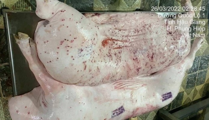 Lò mổ gia công cho C.P. Việt Nam bị phát hiện không đăng ký kiểm dịch khi xuất thịt heo từ Hậu Giang sang Sóc Trăng