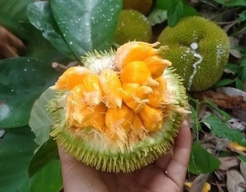 Loại quả nhỏ xíu từng bị lãng quên, nay thành đặc sản mùa hè gây 'sốt' ở thành phố: Vị chua ngọt hấp dẫn, giá tới 90.000 đồng/kg