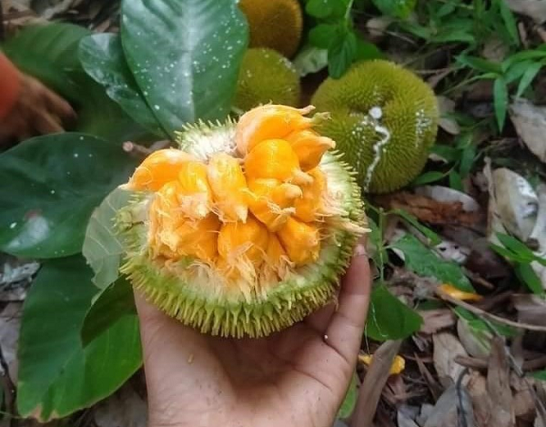 Loại quả nhỏ xíu từng bị lãng quên, nay thành đặc sản mùa hè gây 'sốt' ở thành phố: Vị chua ngọt hấp dẫn, giá tới 90.000 đồng/kg
