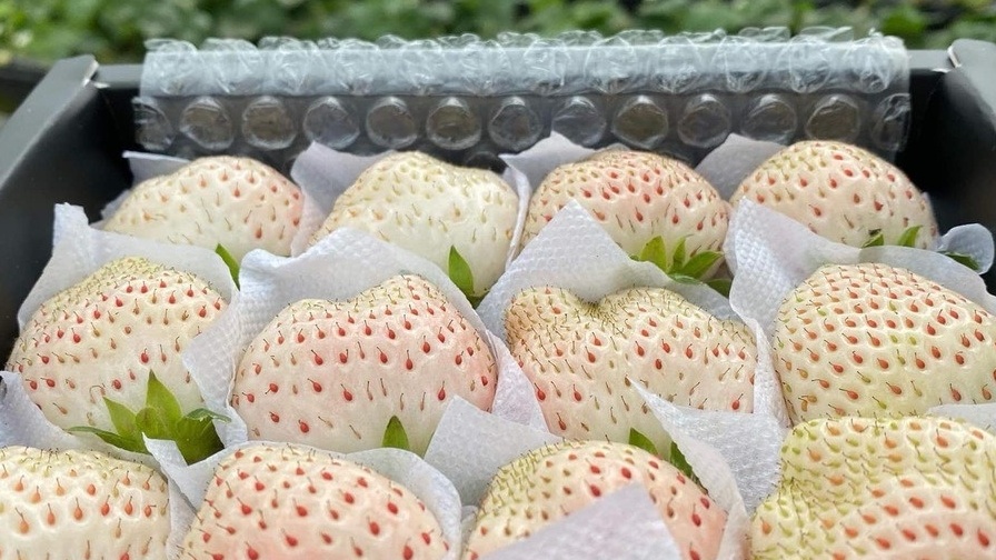 Nông dân Đà Lạt trồng được loại quả cao cấp, ăn thơm mùi sữa, đỉnh điểm bán 2 triệu/kg vẫn cháy hàng