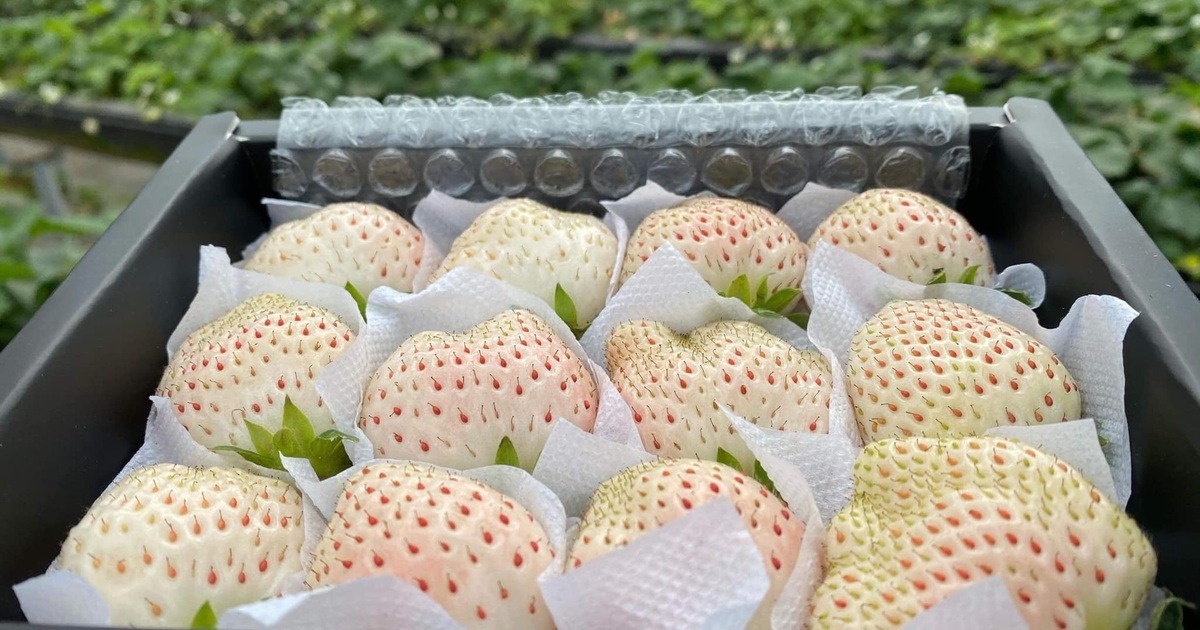Nông dân Đà Lạt trồng được loại quả cao cấp, ăn thơm mùi sữa, đỉnh điểm bán 2 triệu/kg vẫn cháy hàng