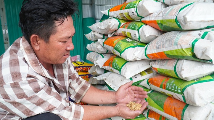 Mua nhầm lúa giống giả, nông dân Cà Mau rơi vào vòng xoáy nợ nần